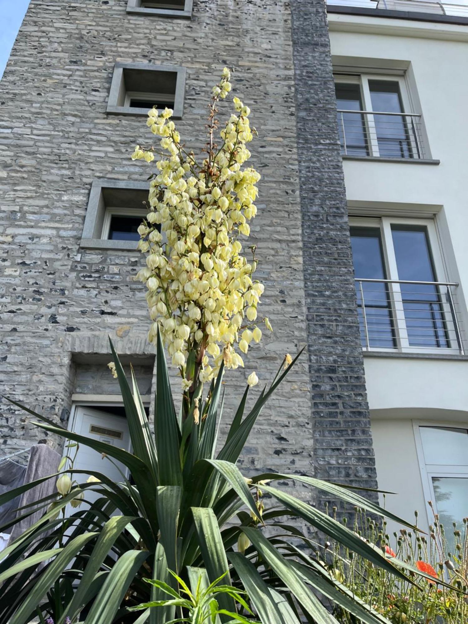 Penthouse - Villa Cardano Como Bagian luar foto